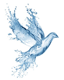 oiseau bapteme eau